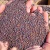 Matopiba se destaca no agro com alta produção de sementes e tabaco