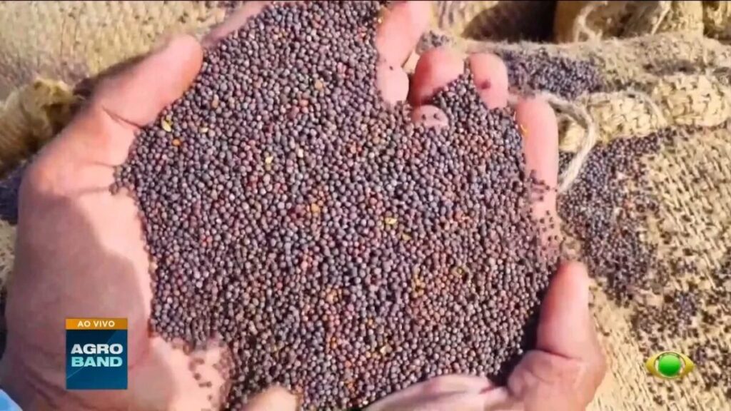 Agro se destaca com produção de sementes e tabaco no Matopiba