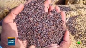Agro se destaca com produção de sementes e tabaco no Matopiba