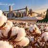 Algodão em mato grosso impulsiona economia e diversifica agro
