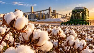 Algodão transforma produção e amplia cadeia do agro em Mato Grosso » Portal PaNoRaMa