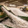 Brasil colhe recorde de 4,14 milhões de toneladas de algodão em área menor