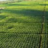 Brasil aposta na diplomacia do agro para driblar protecionismo global