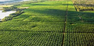 Brasil reforça diplomacia do agro em estratégia geopolítica global » POLITIZA BRASIL
