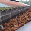 Brasil seguirá dependente de óleo de dendê importado em 2027