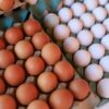 Dia mundial do ovo: consumo no Brasil vai bater recorde em 2026