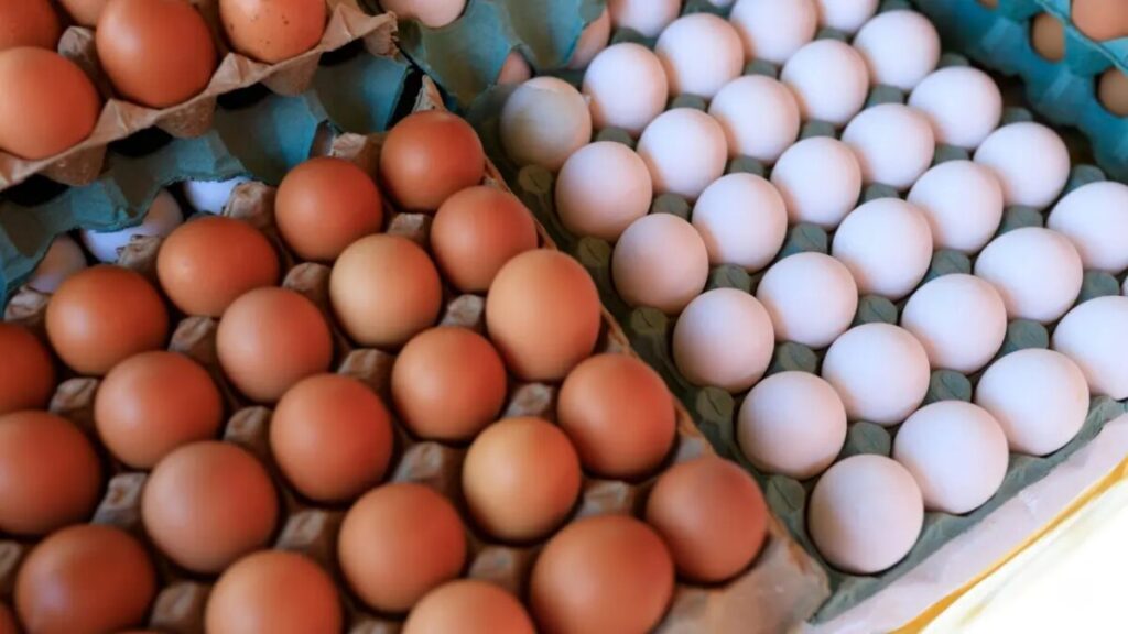 Dia Mundial do Ovo: Brasil deve superar marca histórica de 301 ovos por habitante em 2026