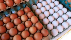 Dia Mundial do Ovo: Brasil deve superar marca histórica de 301 ovos por habitante em 2026