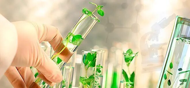 Diplomacia científica no agro pode auxiliar Brasil com barreiras externas