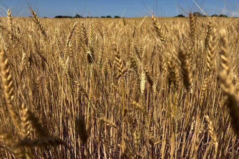 Dívida agrícola nos EUA atinge recorde de US$ 605 bilhões