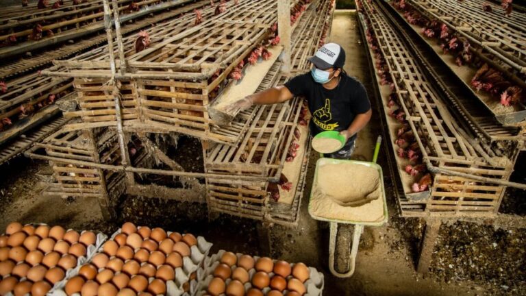Exportação de ovos cresce 29,4% em setembro, mas cai 34% no ano