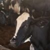 PIB da agropecuária do Ceará dispara 14% no segundo trimestre
