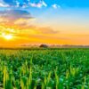 Plantio do milho verão atinge 30,8% da área no país e supera média histórica