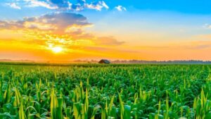 Plantio do milho verão chega a 30,8% no Brasil » Portal PaNoRaMa