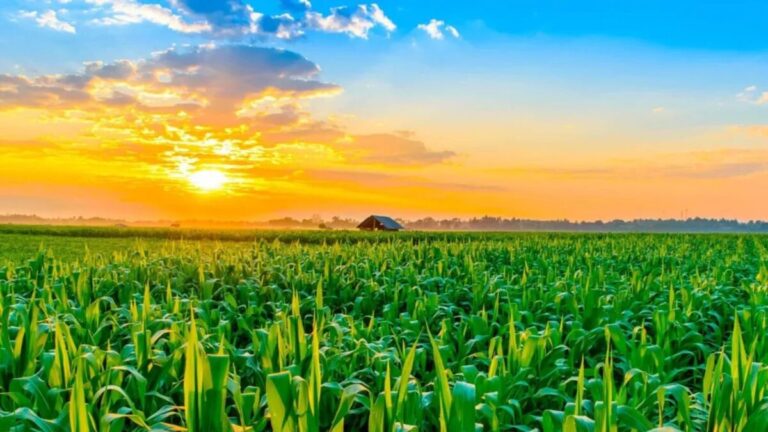 Plantio do milho verão chega a 30,8% no Brasil » Portal PaNoRaMa